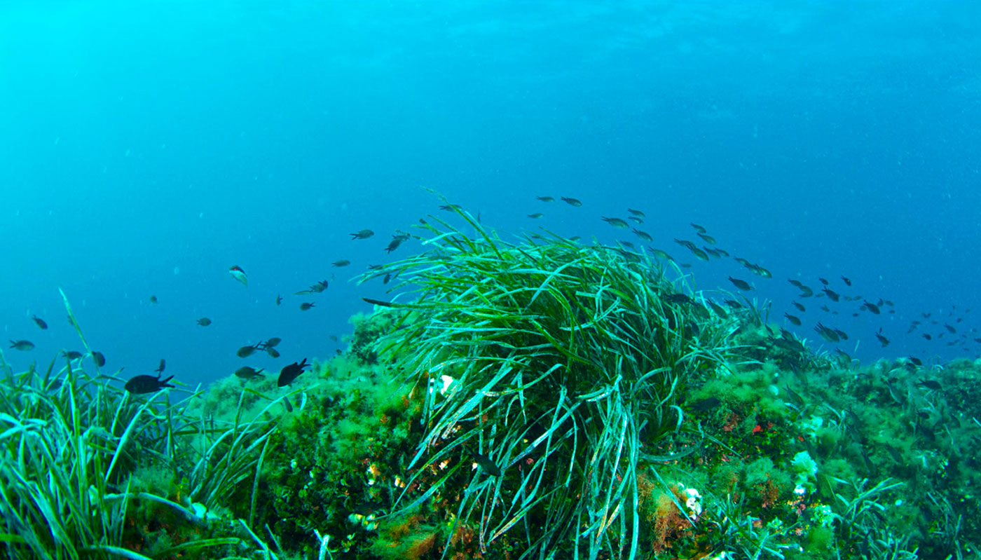 pradera posidonia oceanica ibiza formentera 01