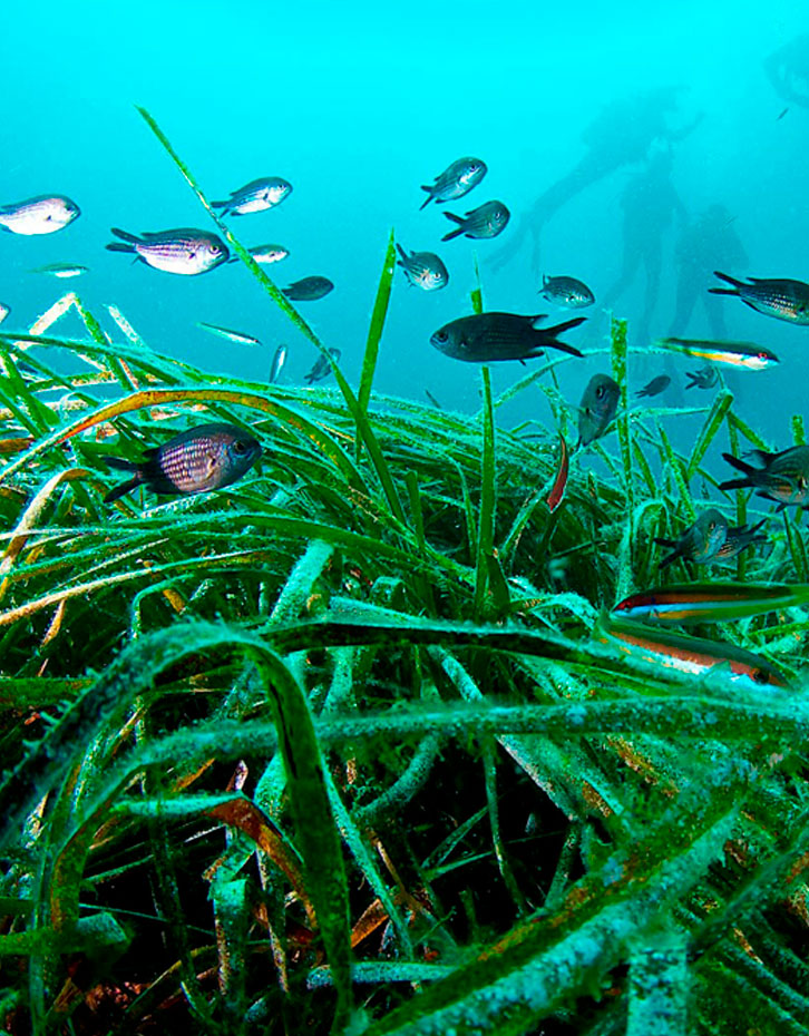 Pradera posidonia Ibiza y Formentera