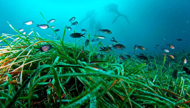 Pradera posidonia Ibiza y Formentera